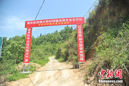 板厂村的中药材种植基地。记者 宋宇晟 摄