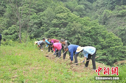 正在中药材种植基地干活的铁佛村村民。记者 宋宇晟 摄