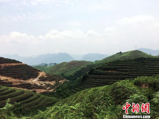 贵定沿山刺梨种植基地。　杨云 摄