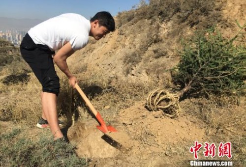 资料图：学生正在挖树坑。　刘玉桃 摄