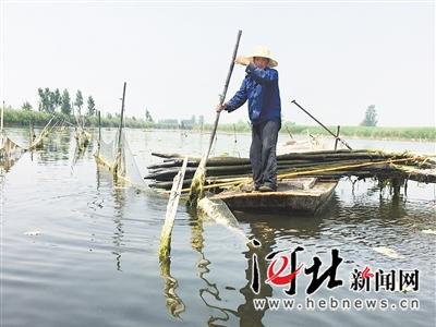 日前，圈头乡大田庄村的田小三，正在清理网围木桩。 记者张伟亚摄