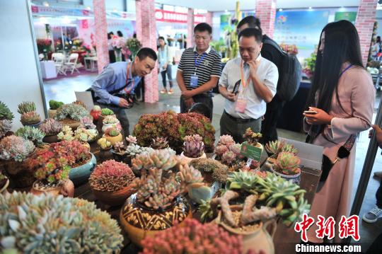 民众观赏多肉植物。　刘冉阳 摄