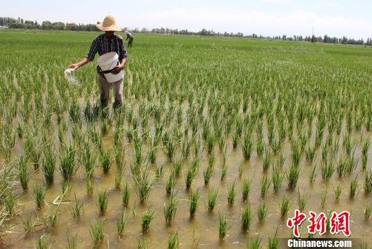 图为乌鲁木齐市米东区羊毛工镇的村民正在稻田中作业。　史玉江 摄