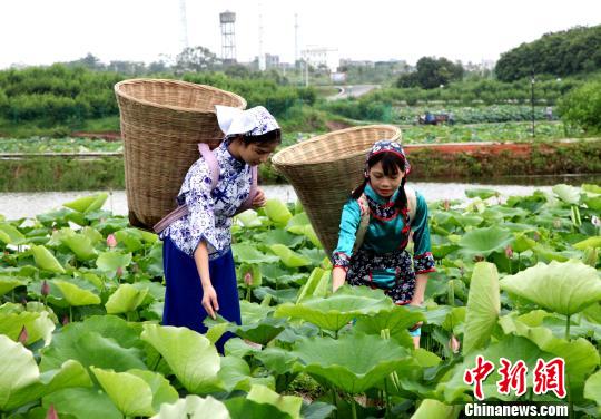 图为贵港市港南区四季花田景区，荷家女采莲。　杨志雄 摄