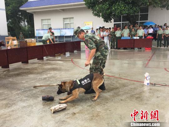 图为警犬黑屏进行搜毒表演。　崔汶 摄