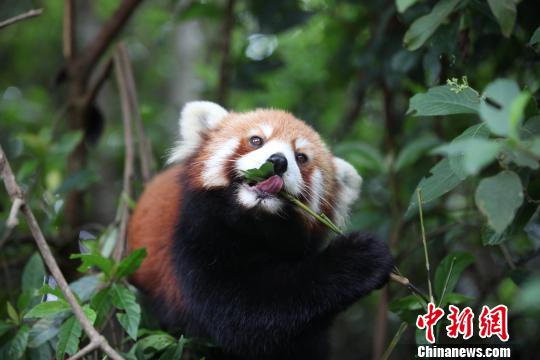图为正在采食竹叶的小熊猫嘟嘟 钟欣 摄 图为正在采食竹叶的小熊猫嘟嘟 钟欣 摄