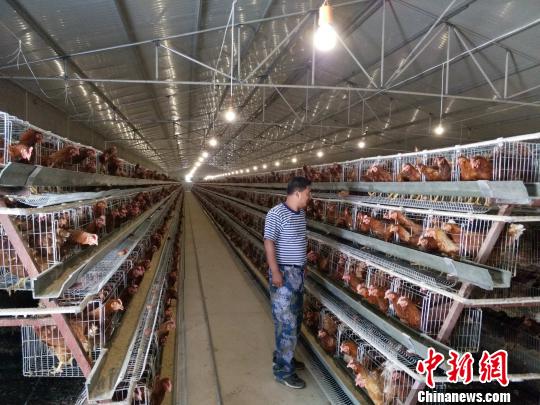 在前擦岭村的蛋鸡养殖场里,驻村工作组成员刘志新正在查看蛋鸡饲养状况。 崔涛 摄 在前擦岭村的蛋鸡养殖场里,驻村工作组成员刘志新正在查看蛋鸡饲养状况。 崔涛 摄