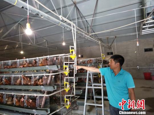 养鸡场使用的都是现代化设备,自动消毒,自动喂水喂料,需要的人工很少。 崔涛 摄 养鸡场使用的都是现代化设备,自动消毒,自动喂水喂料,需要的人工很少。 崔涛 摄