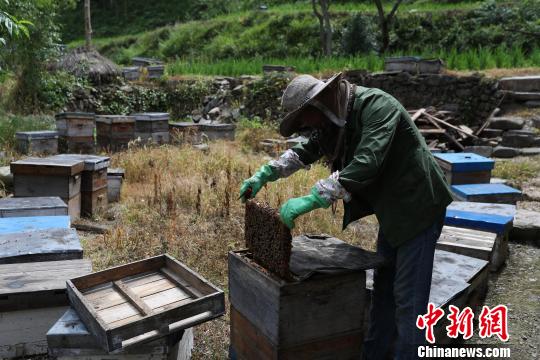 王家坪村养蜂大户王大发正在整理蜂箱。　贺俊怡 摄