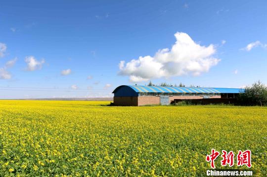 青海省贵南油菜花在高温晴热天气中迎来普花期。　赵海梅 摄