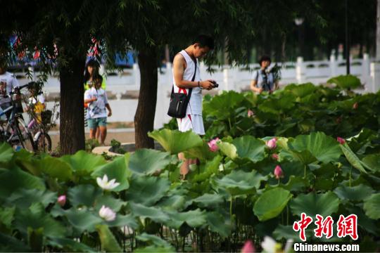 河北邯郸磁县中华慈大街两旁十里荷塘的荷花竞相绽放，再现了磁县八景之一的御路荷花，吸引了众多游人前来观景。　赵成轮 摄