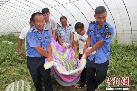 “瓜王”采摘后须多人才能抬走。　刘林 摄