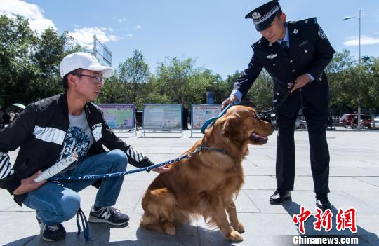 图为工作人员通过扫描设备检测芯片植入情况 何蓬磊 摄 图为工作人员通过扫描设备检测芯片植入情况 何蓬磊 摄
